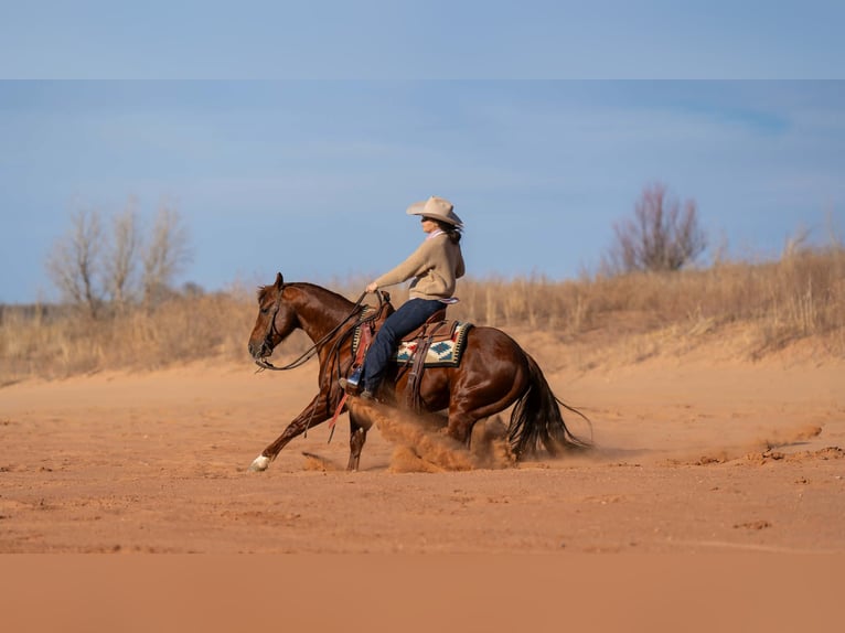 American Quarter Horse Gelding 9 years 14.1 hh Sorrel in Canyon