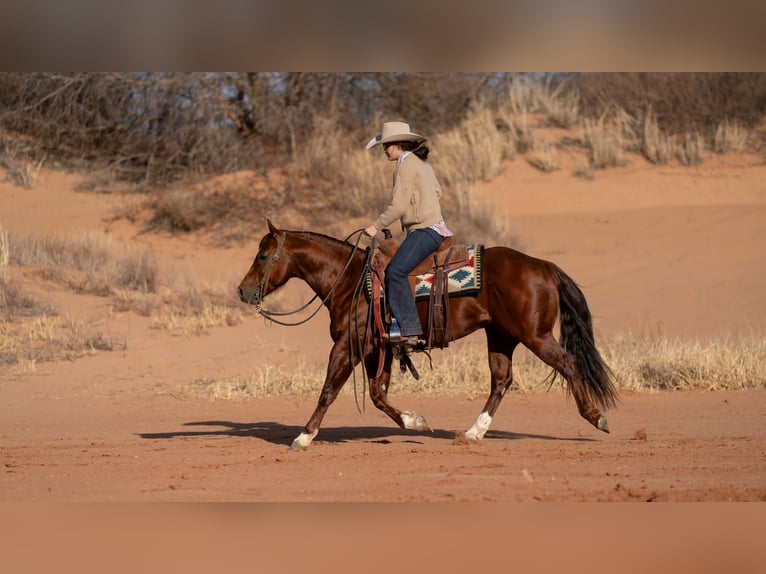 American Quarter Horse Gelding 9 years 14.1 hh Sorrel in Canyon