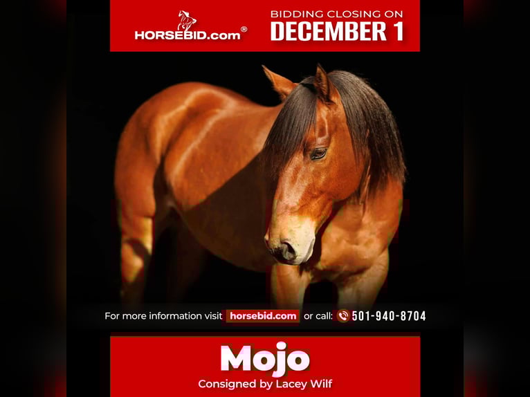 American Quarter Horse Gelding 9 years 14.2 hh Bay in Quitman