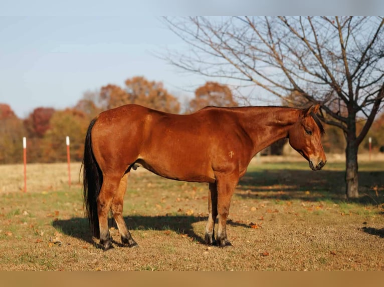 American Quarter Horse Gelding 9 years 14.2 hh Bay in Quitman
