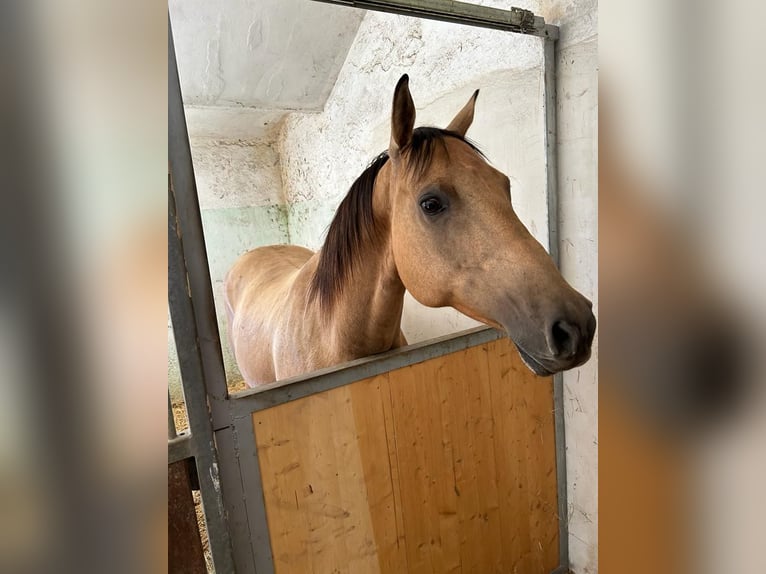 American Quarter Horse Gelding 9 years 14,2 hh Buckskin in Teisnach