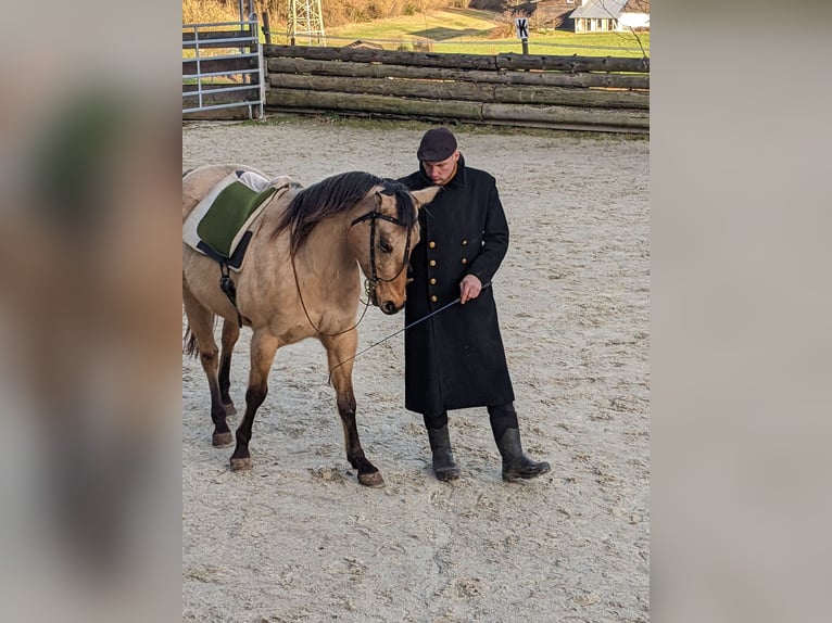 American Quarter Horse Gelding 9 years 14,2 hh Buckskin in Teisnach