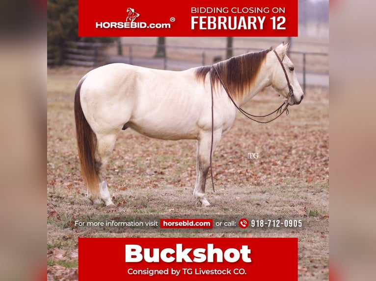 American Quarter Horse Gelding 9 years 14,2 hh Buckskin in Sallisaw