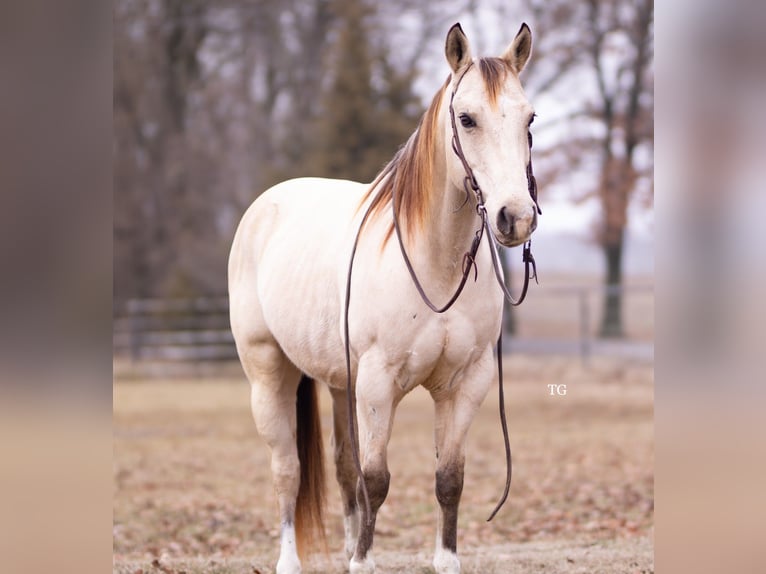 American Quarter Horse Gelding 9 years 14,2 hh Buckskin in Sallisaw