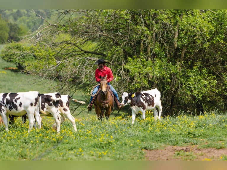 American Quarter Horse Gelding 9 years 14.2 hh Buckskin in Cherryville