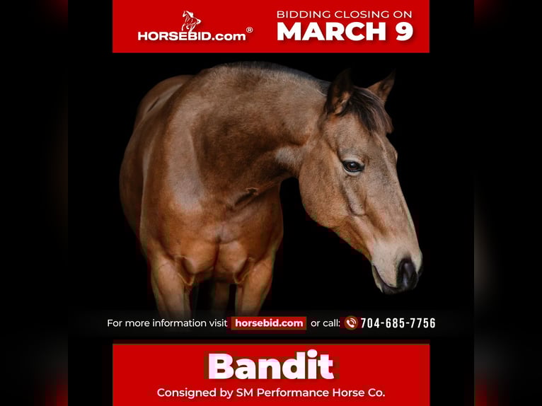 American Quarter Horse Gelding 9 years 14.2 hh Buckskin in Cherryville