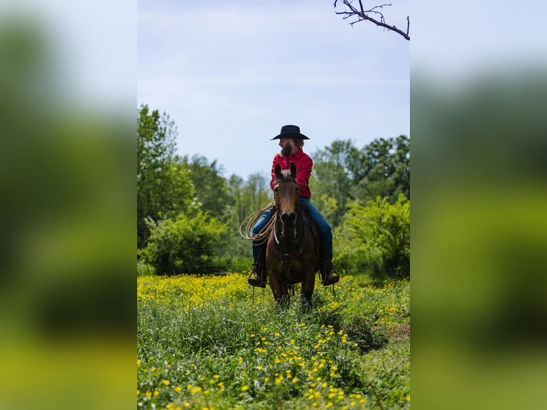 American Quarter Horse Gelding 9 years 14.2 hh Buckskin in Cherryville