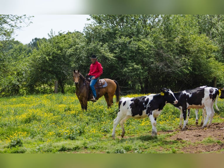 American Quarter Horse Gelding 9 years 14.2 hh Buckskin in Cherryville