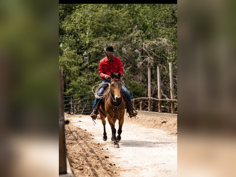 American Quarter Horse Gelding 9 years 14.2 hh Buckskin in Cherryville