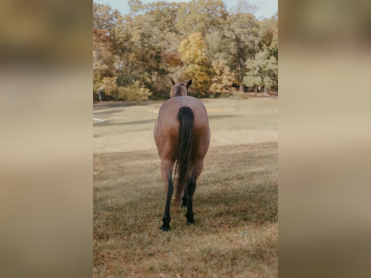American Quarter Horse Gelding 9 years 14.2 hh Buckskin in Cherryville