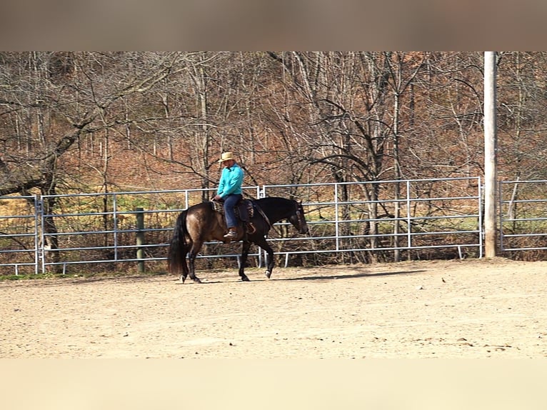 American Quarter Horse Mix Gelding 9 years 14,2 hh Buckskin in Millersburg