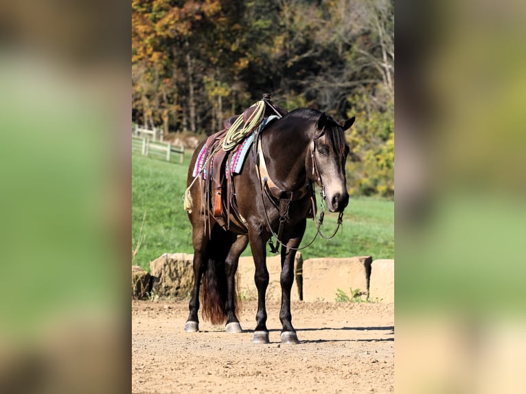 American Quarter Horse Mix Gelding 9 years 14,2 hh Buckskin in Millersburg