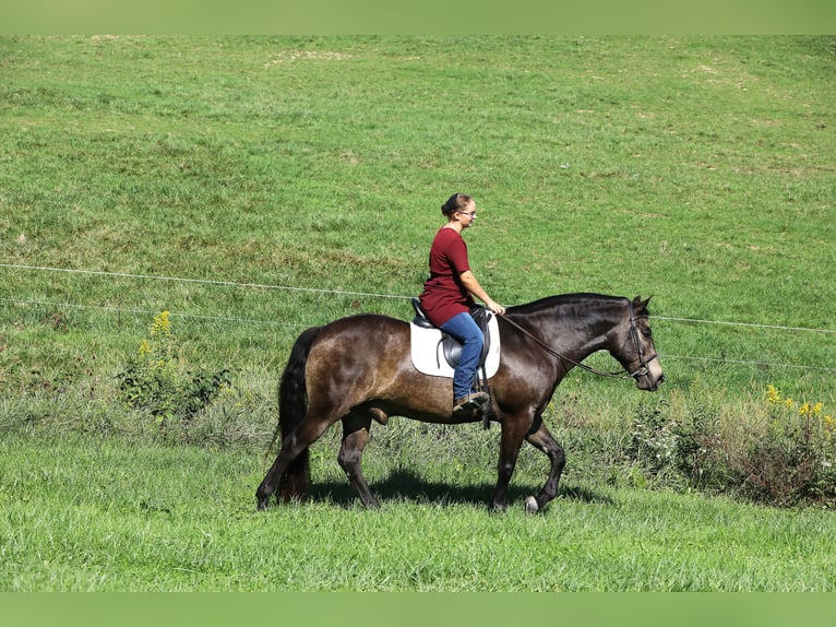 American Quarter Horse Mix Gelding 9 years 14,2 hh Buckskin in Millersburg