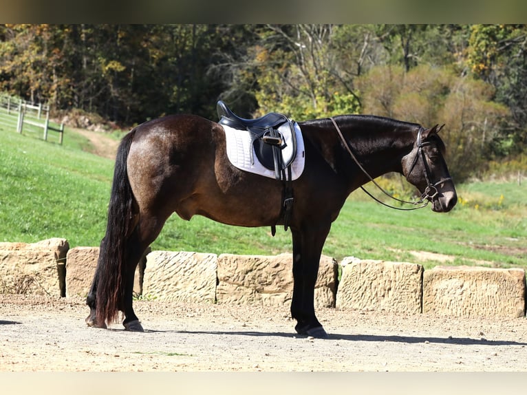 American Quarter Horse Mix Gelding 9 years 14,2 hh Buckskin in Millersburg