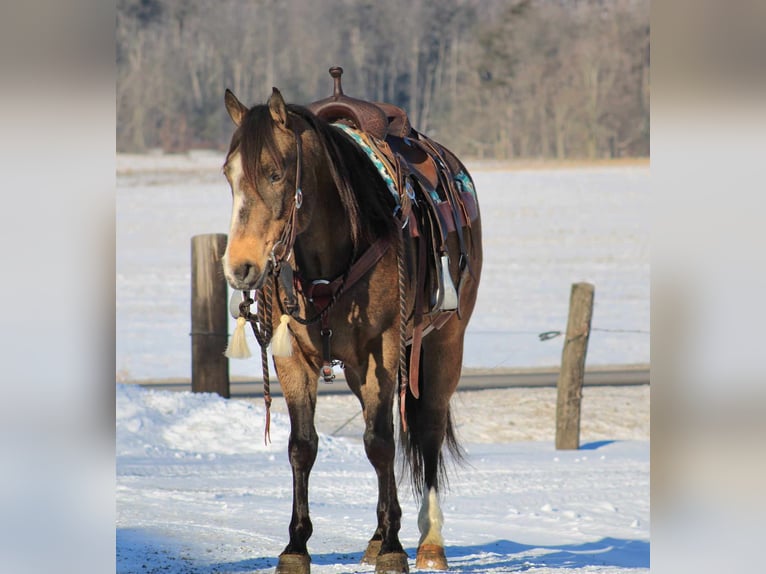 American Quarter Horse Gelding 9 years 14,2 hh Buckskin in Rebersburg