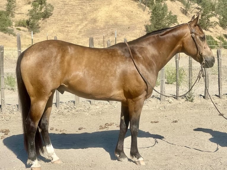 American Quarter Horse Gelding 9 years 14.2 hh Buckskin in Paicines CA