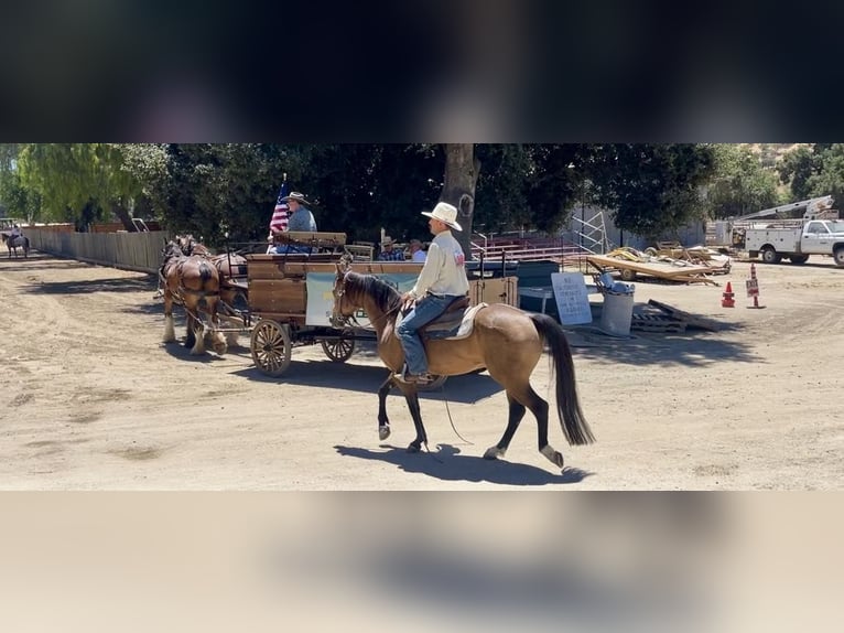 American Quarter Horse Gelding 9 years 14.2 hh Buckskin in Paicines CA