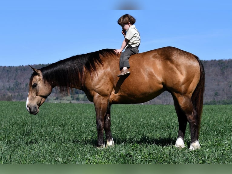 American Quarter Horse Gelding 9 years 14,2 hh Buckskin in Rebersburg