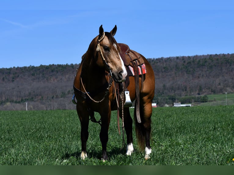 American Quarter Horse Gelding 9 years 14,2 hh Buckskin in Rebersburg