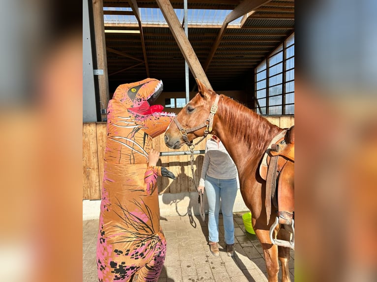 American Quarter Horse Gelding 9 years 14.2 hh Chestnut-Red in Weingarten