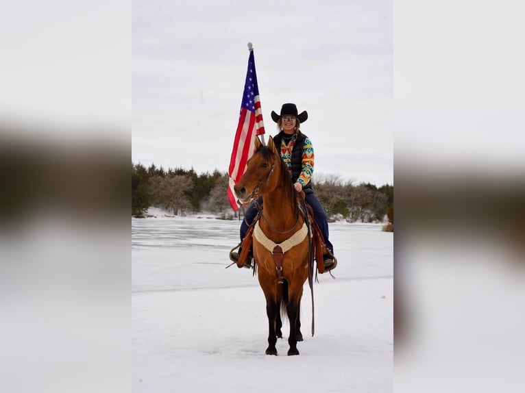 American Quarter Horse Gelding 9 years 14,2 hh Dun in Valley Springs, SD