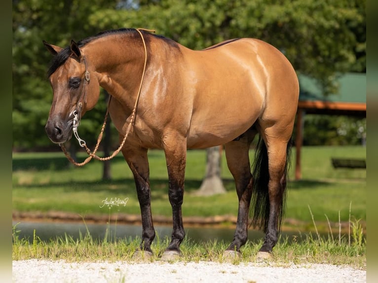 American Quarter Horse Gelding 9 years 14,2 hh Dun in Robards, KY