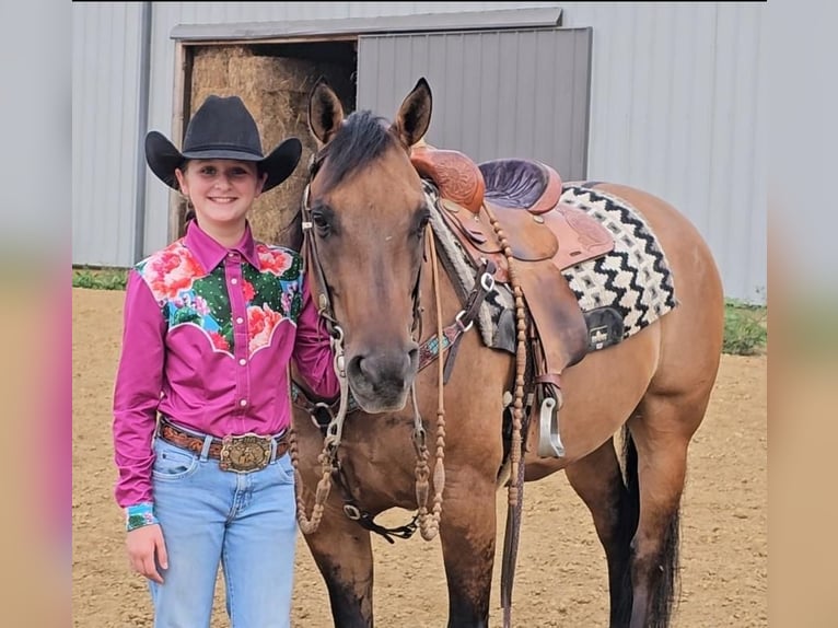 American Quarter Horse Gelding 9 years 14,2 hh Dun in Robards, KY