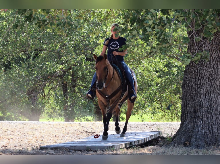 American Quarter Horse Gelding 9 years 14,2 hh Dun in Jacksboro TX