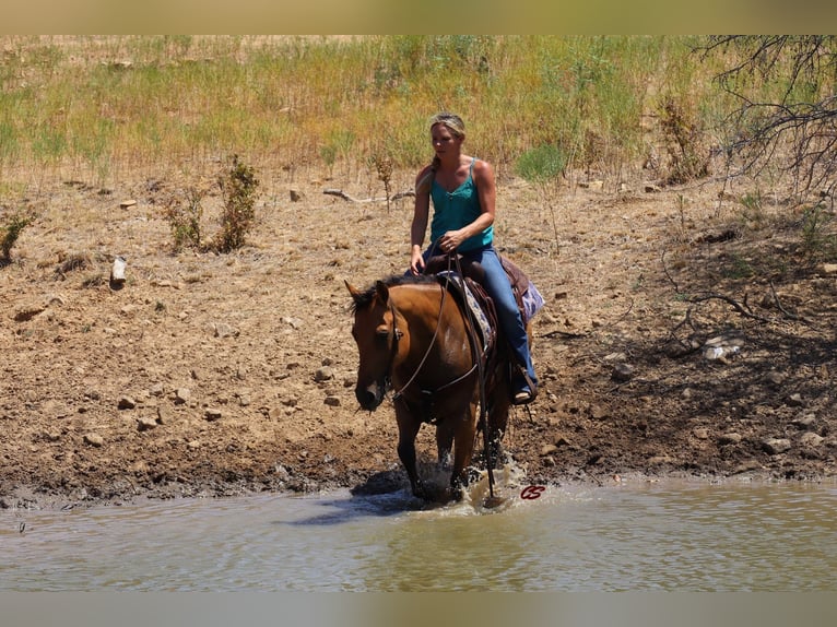 American Quarter Horse Gelding 9 years 14,2 hh Dun in Jacksboro TX