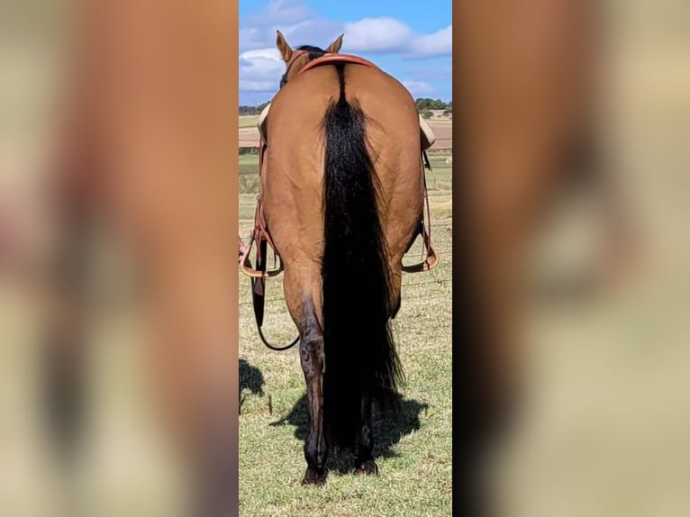 American Quarter Horse Gelding 9 years 14,2 hh Dun in Rising Star TX