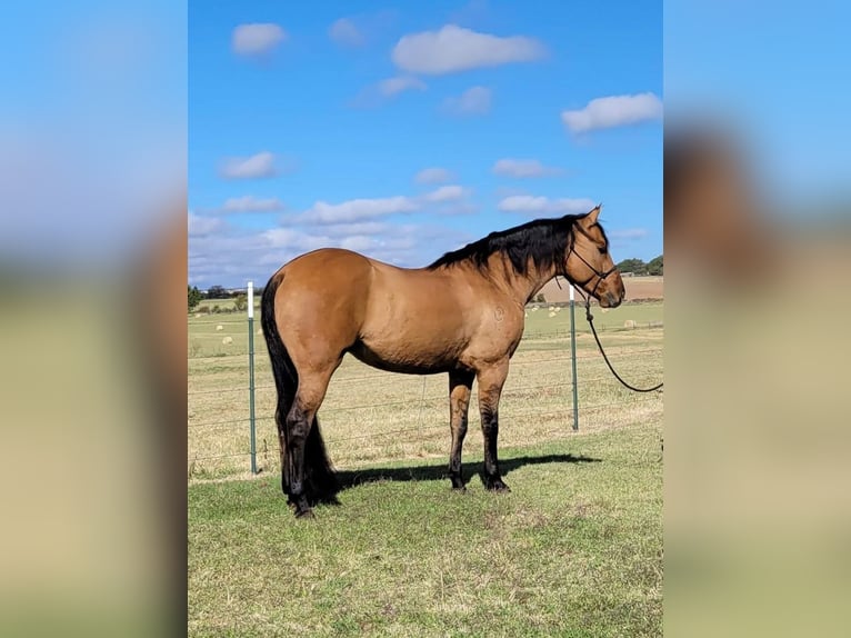 American Quarter Horse Gelding 9 years 14,2 hh Dun in Rising Star TX