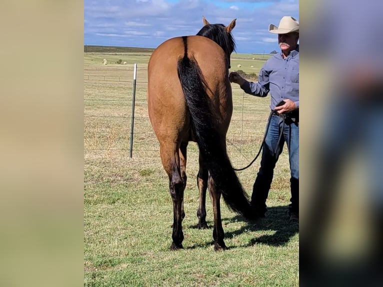 American Quarter Horse Gelding 9 years 14,2 hh Dun in Rising Star TX