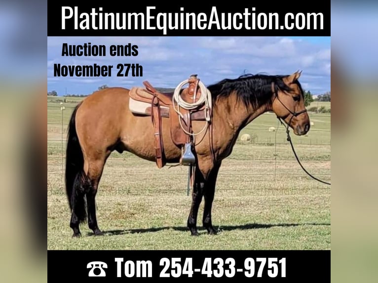 American Quarter Horse Gelding 9 years 14,2 hh Dun in Rising Star TX