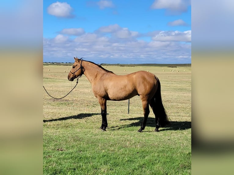 American Quarter Horse Gelding 9 years 14,2 hh Dun in Rising Star TX