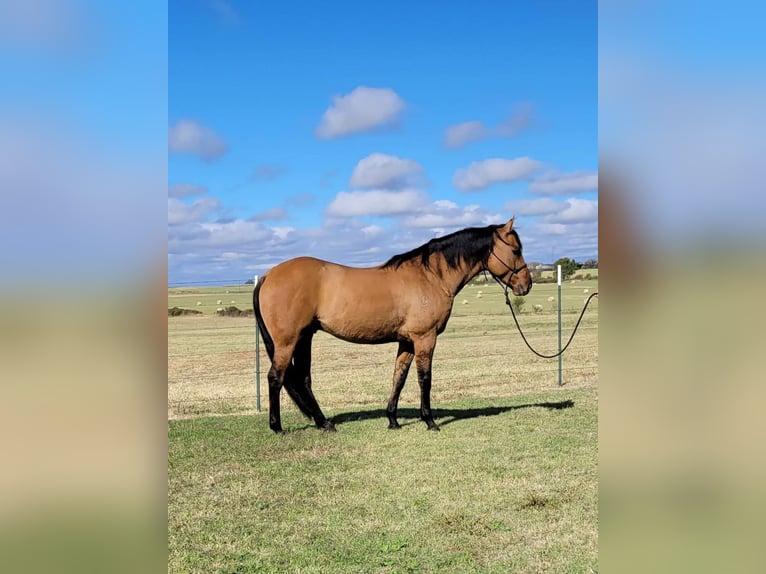 American Quarter Horse Gelding 9 years 14,2 hh Dun in Rising Star TX