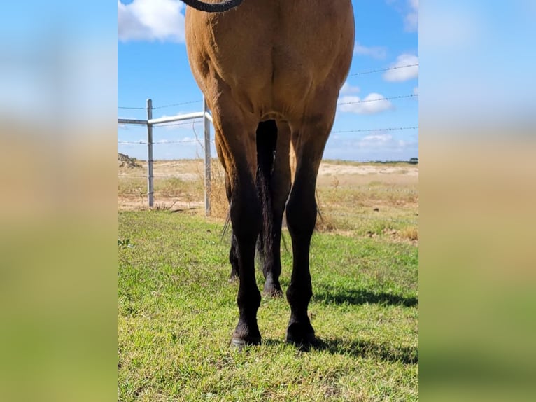 American Quarter Horse Gelding 9 years 14,2 hh Dun in Rising Star TX