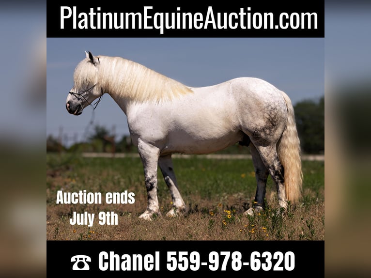 American Quarter Horse Gelding 9 years 14,2 hh Gray-Dapple in Bryers TX