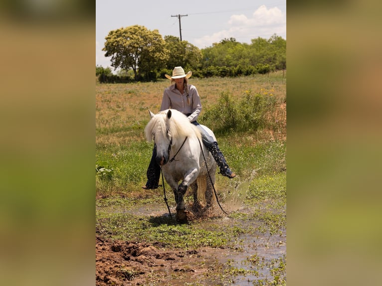 American Quarter Horse Gelding 9 years 14,2 hh Gray-Dapple in Bryers TX