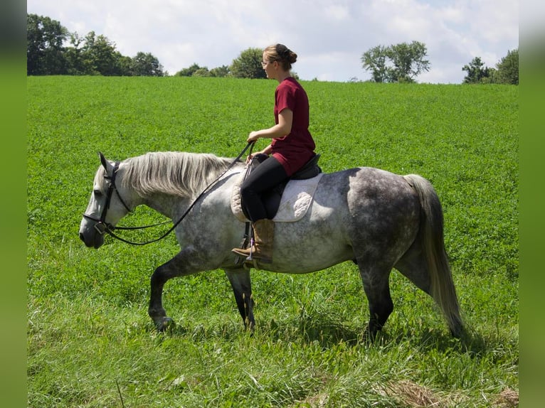 American Quarter Horse Mix Gelding 9 years 14,2 hh Gray in Millersburg, OH