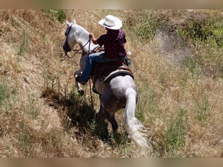 American Quarter Horse Gelding 9 years 14.2 hh Grey in Tres Pinos