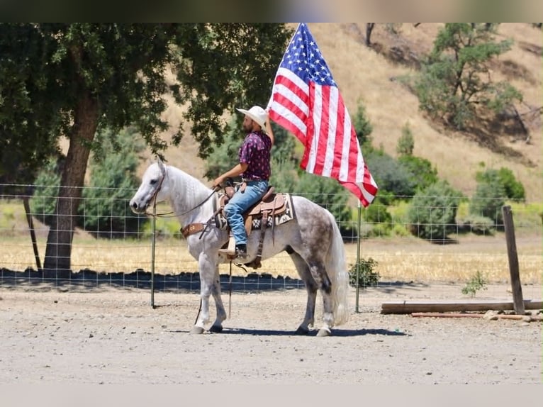 American Quarter Horse Gelding 9 years 14.2 hh Grey in Tres Pinos