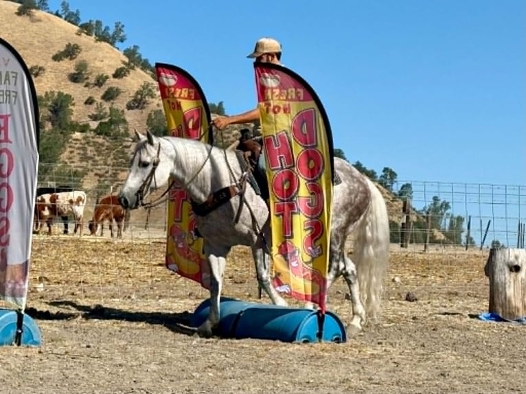American Quarter Horse Gelding 9 years 14.2 hh Grey in Tres Pinos