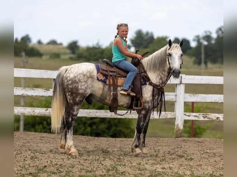 American Quarter Horse Gelding 9 years 14.2 hh Grey in Ewing Ky