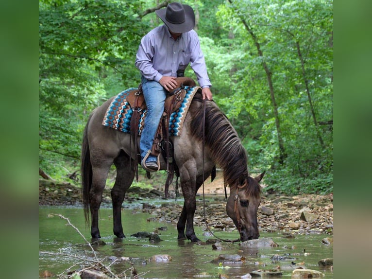 American Quarter Horse Gelding 9 years 14,2 hh Grullo in Hardinsburg IN