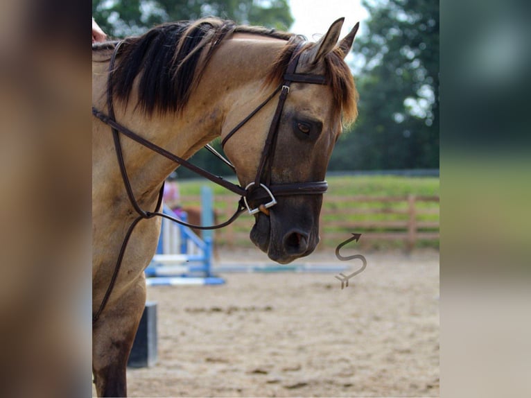 American Quarter Horse Gelding 9 years 14,2 hh Grullo in Hardinsburg IN