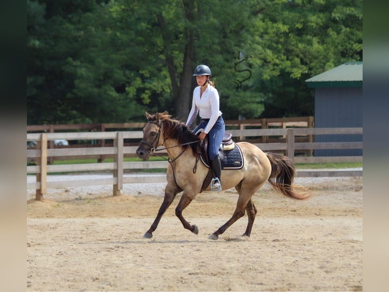 American Quarter Horse Gelding 9 years 14,2 hh Grullo in Hardinsburg IN