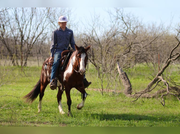 American Quarter Horse Gelding 9 years 14.2 hh Overo-all-colors in Stephenville Tx