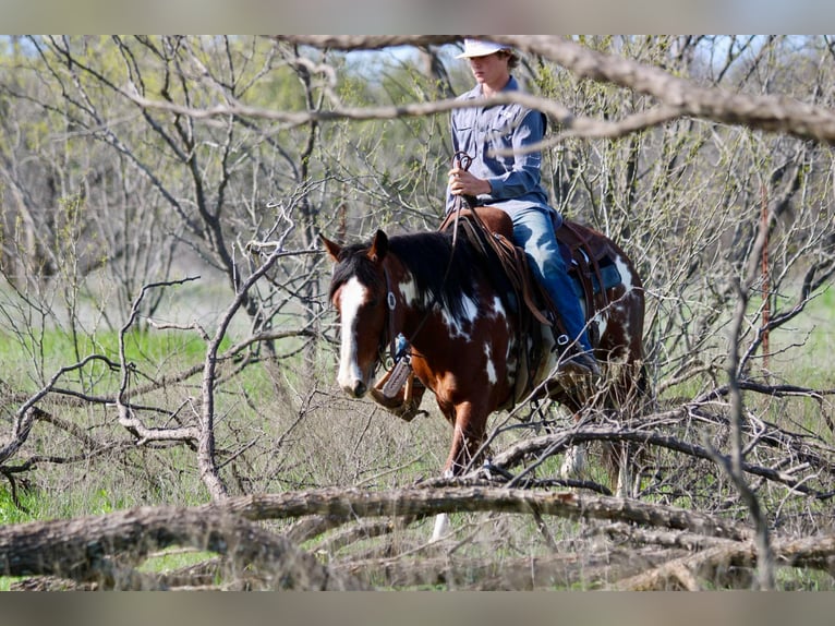 American Quarter Horse Gelding 9 years 14.2 hh Overo-all-colors in Stephenville Tx