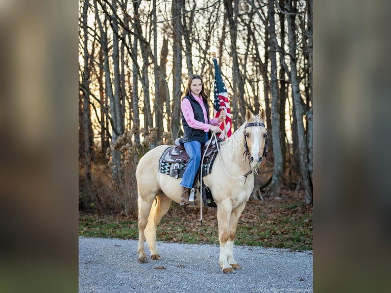 American Quarter Horse Gelding 9 years 14,2 hh Palomino in Elkton, KY