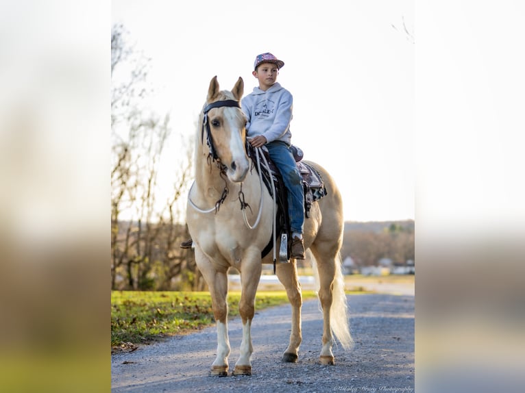 American Quarter Horse Gelding 9 years 14,2 hh Palomino in Elkton, KY